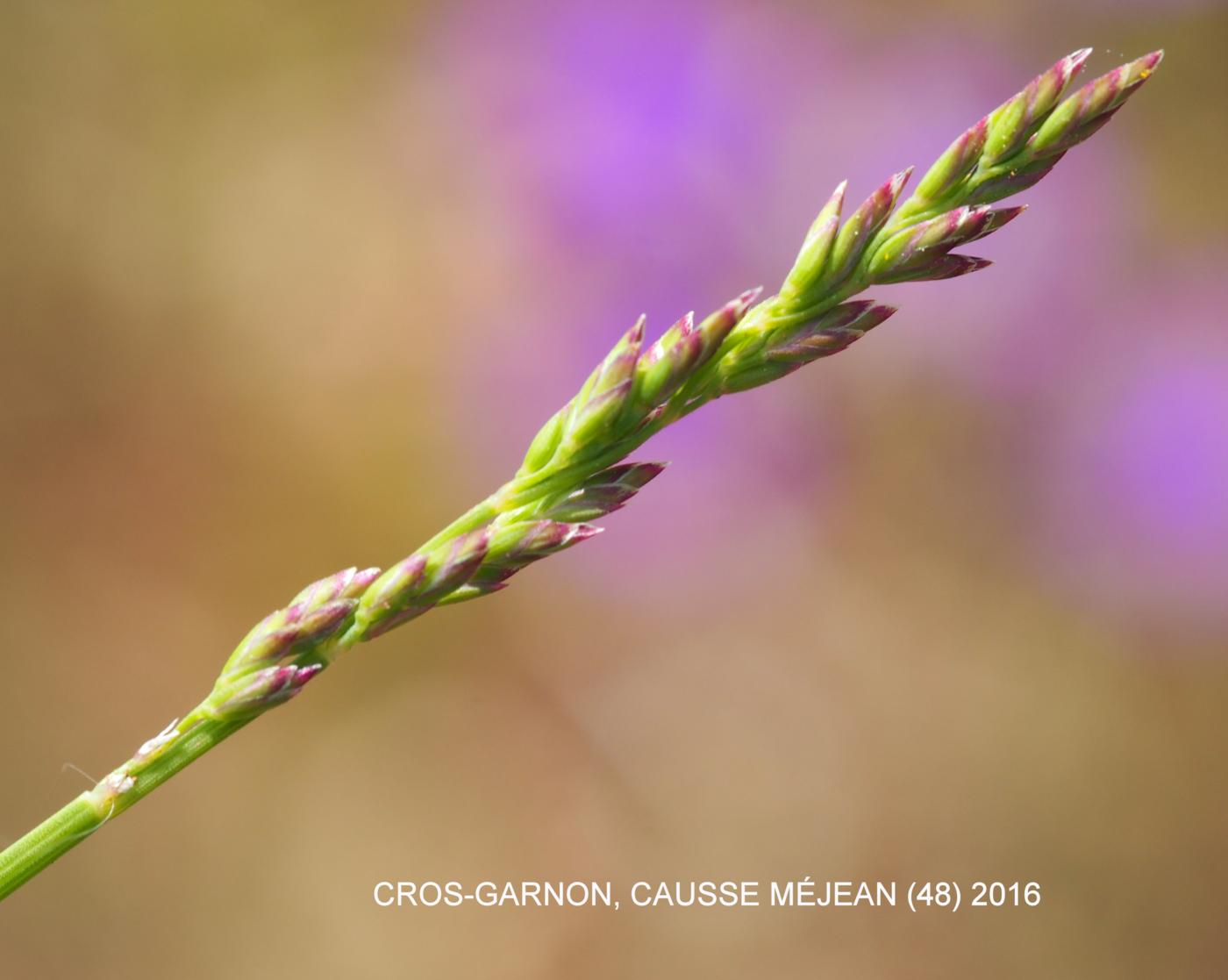 Fescue, Gravel fruit